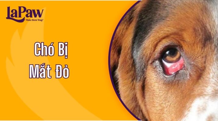 Chó Bị Mắt Đỏ Có Nguy Hiểm Không?