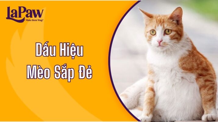 dấu hiệu mèo sắp đẻ