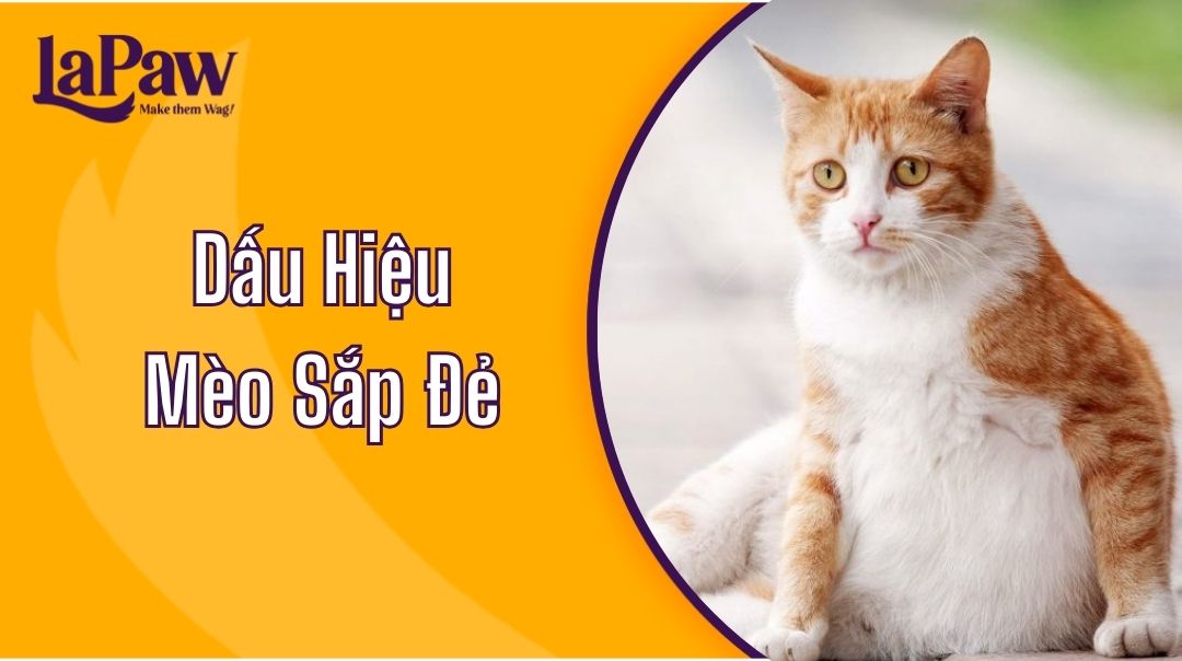 dấu hiệu mèo sắp đẻ