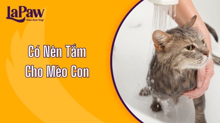 Có Nên Tắm Cho Mèo Con
