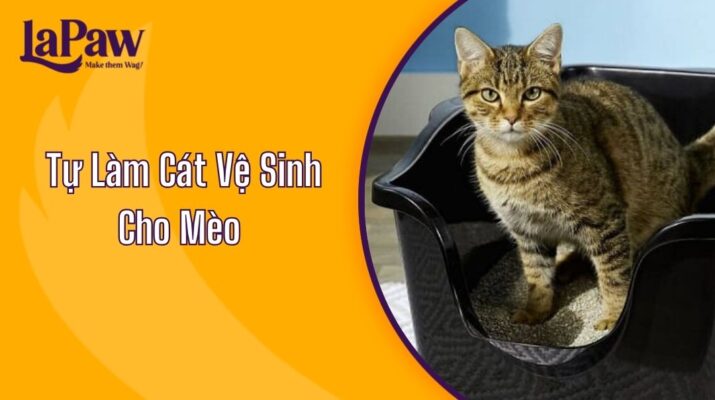 Tự Làm Cát Vệ Sinh Cho Mèo Tại Nhà 2025