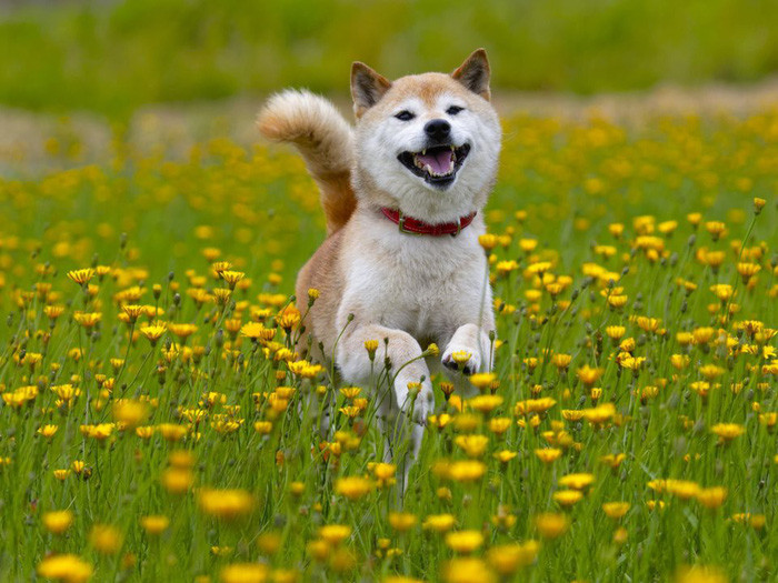 Tại Sao Canxi Quan Trọng Đối Với Chó