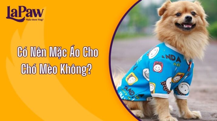 Mặc Áo Cho Chó Mèo Không?