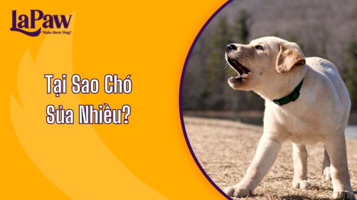 Tại sao chó sủa nhiều?