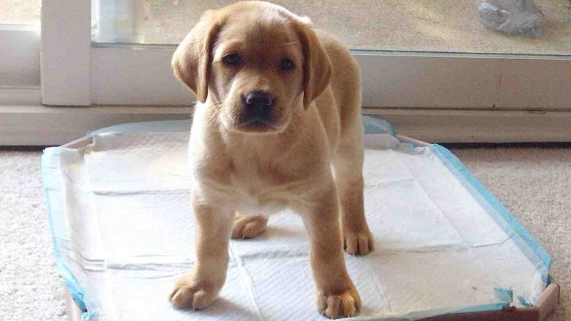 Các Cách Huấn Luyện Chó Đi Vệ Sinh Đúng Chỗ