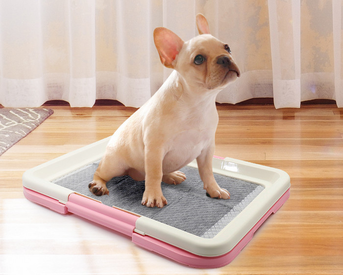 Các Phương Pháp Huấn Luyện Theo Từng Loại Chó