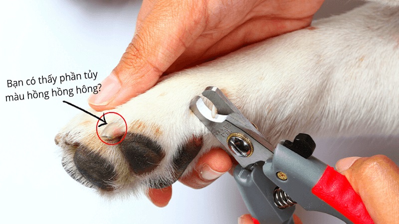Cách Cắt Móng Cho Chó Đúng Cách