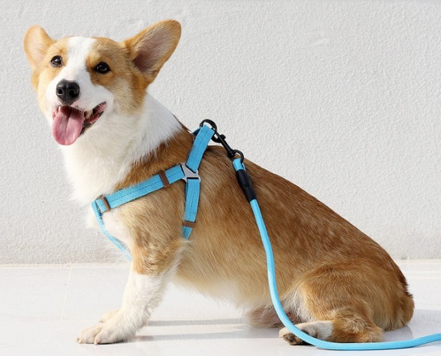 Cách Chọn Dây Dắt Phù Hợp Với Chó