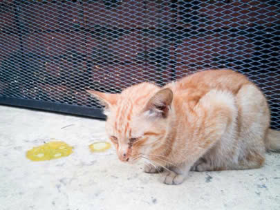 Dấu hiệu thừa vitamin