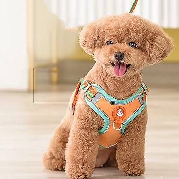 Dây Dắt Yếm (Harness Leash)