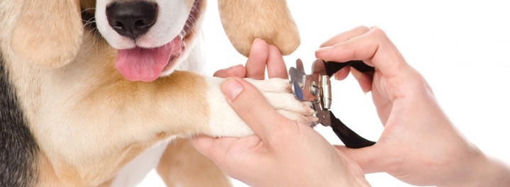 Dụng Cụ Cắt Móng Cho Chó