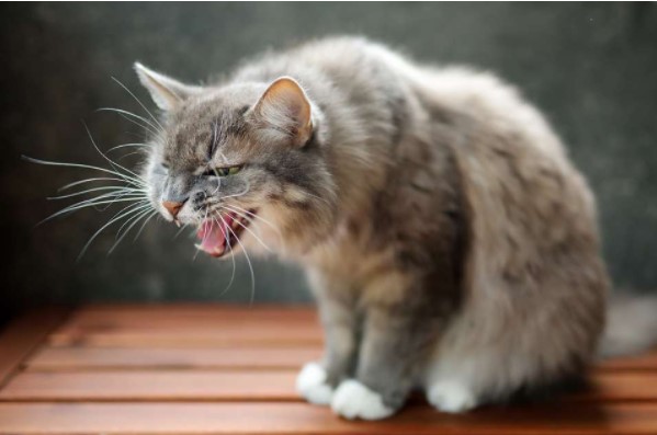 Nguyên Nhân Khiến Mèo Bị Ho