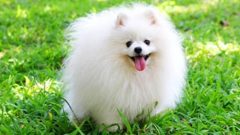 Pomeranian (Chó Phốc Sóc)