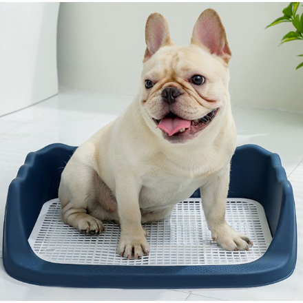 Sản Phẩm Hỗ Trợ Huấn Luyện Chó Đi Vệ Sinh