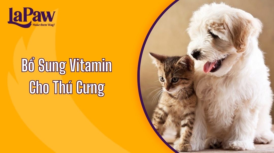Bổ Sung Vitamin Cho Thú Cưng