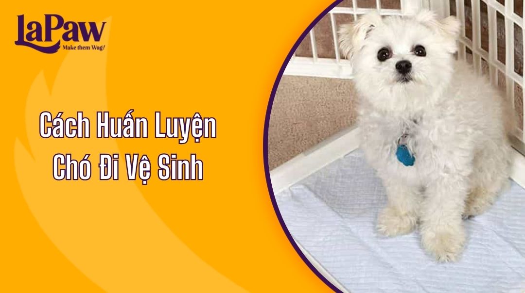 Cách Huấn Luyện Chó Đi Vệ Sinh