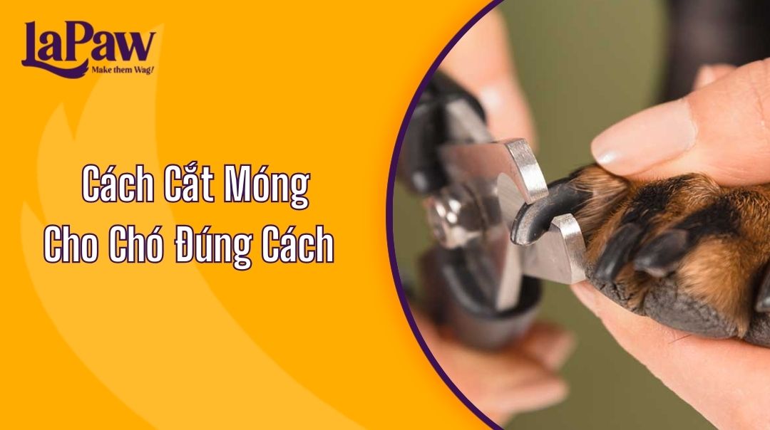 Cách Cắt Móng Cho Chó Đúng Cách
