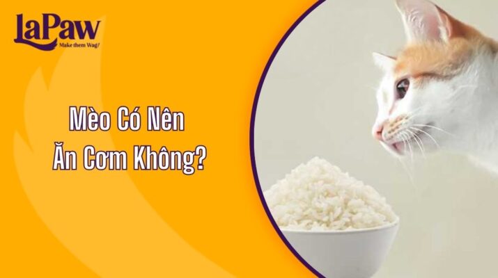 Mèo Có Nên Ăn Cơm Không?