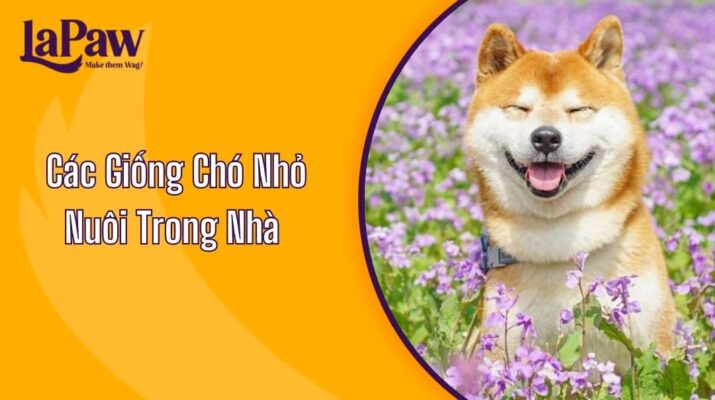 Các Giống Chó Nhỏ Nuôi Trong Nhà