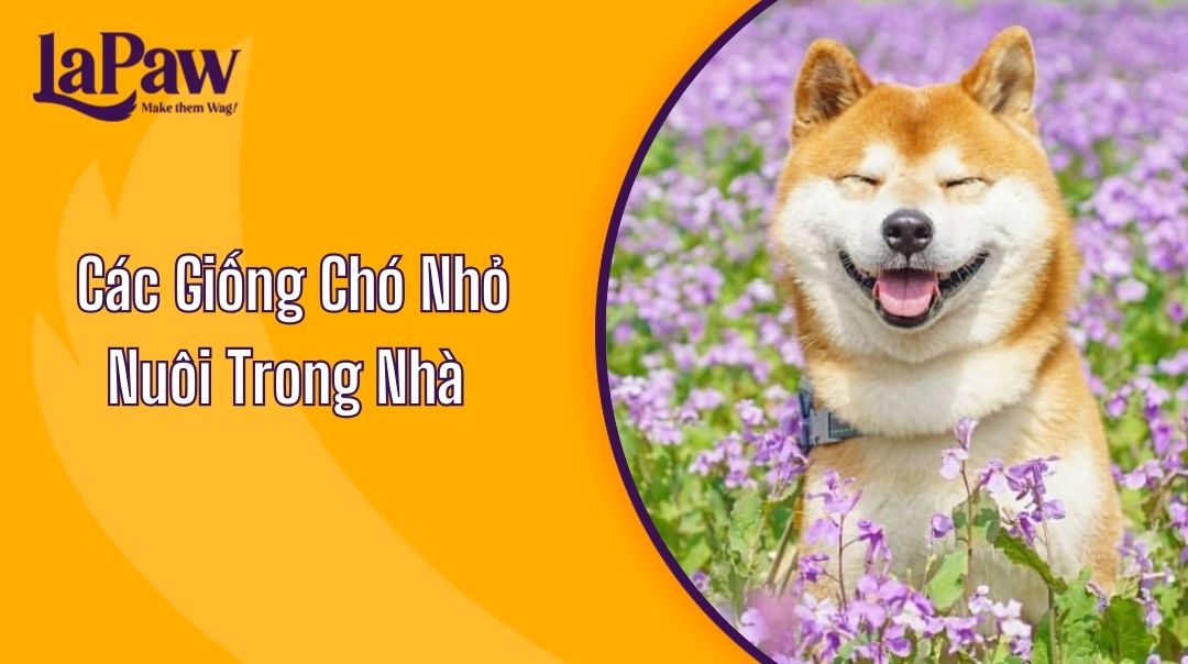 Các Giống Chó Nhỏ Nuôi Trong Nhà