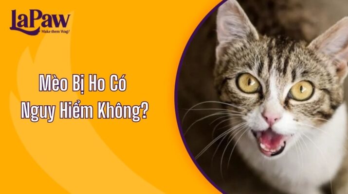Mèo Bị Ho Có Nguy Hiểm Không?