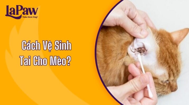 Cách Vệ Sinh Tai Cho Mèo?