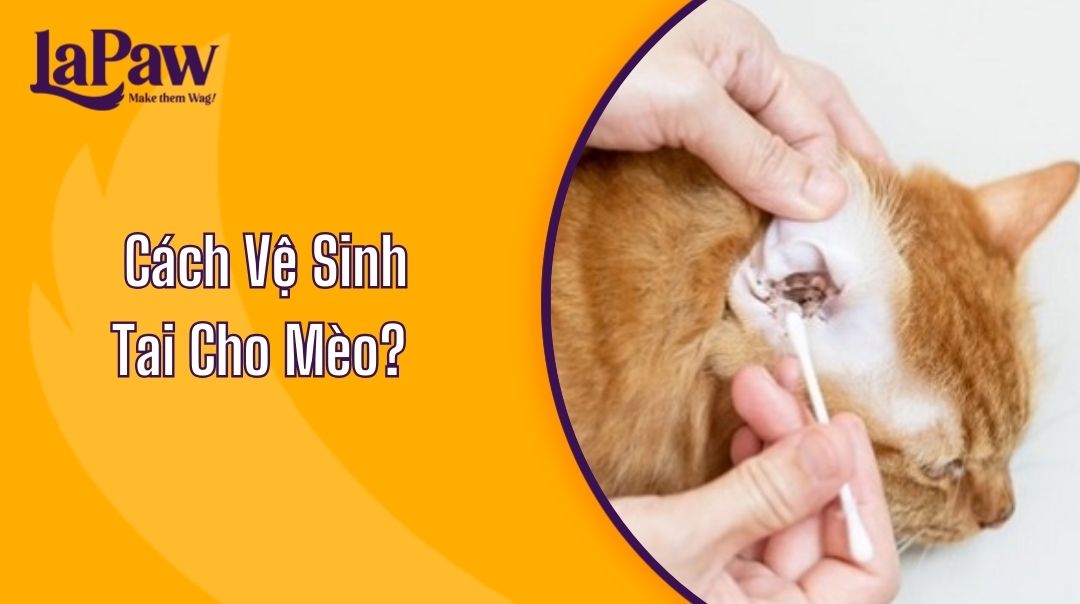 Cách Vệ Sinh Tai Cho Mèo?