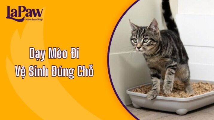 Dạy Mèo Đi Vệ Sinh Đúng Chỗ