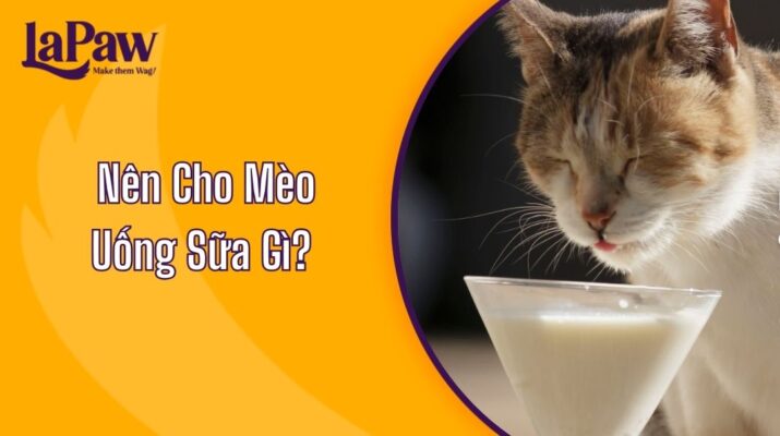 Nên Cho Mèo Uống Sữa Gì?