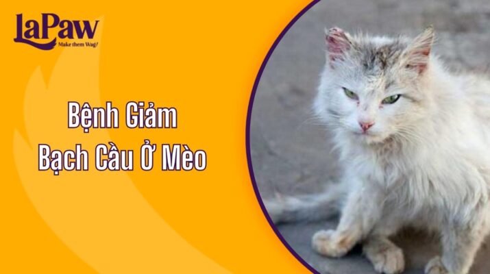 Bệnh Giảm Bạch Cầu Ở Mèo