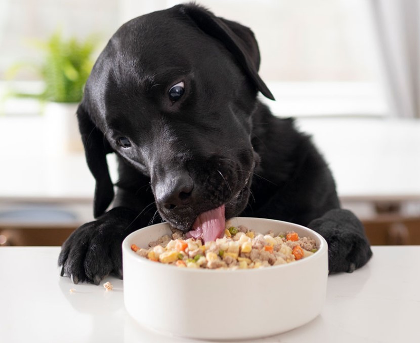 Cách Giải Quyết Khi Chó Liếm Chân Quá Mức