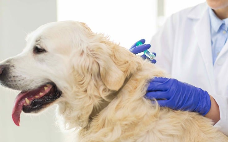 Cách chữa chó bị liệt 4 chân: Điều trị chuyên sâu