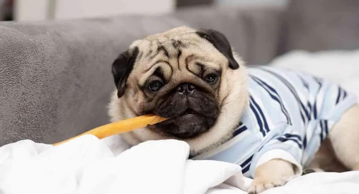 Cách chữa chó bị nôn ra bọt vàng tại nhà