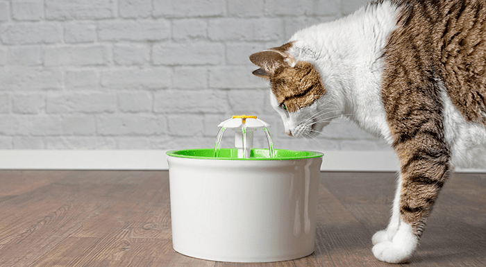 Cách phòng ngừa mèo bị bí tiểu tái phát