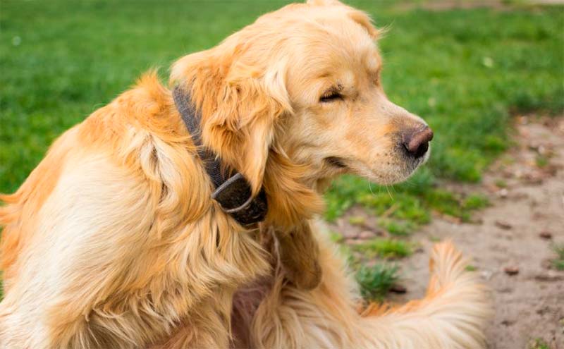 Cách xử lý khi chó bị ngứa gãi liên tục