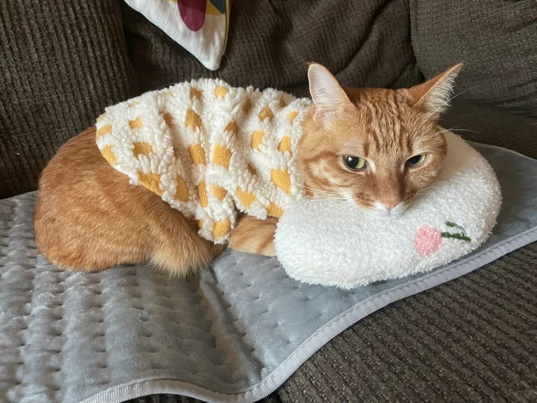 Cách xử lý khi mèo bị sổ mũi tại nhà