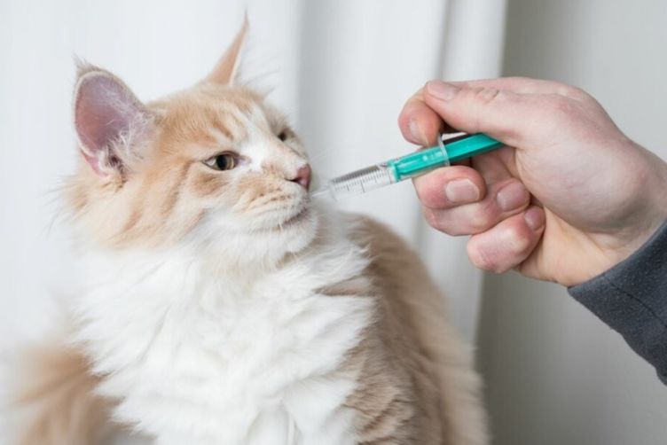 Cách xử lý khi mèo đi phân lỏng