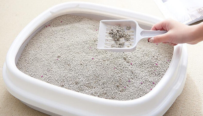 Cát mèo là gì và vai trò của nó?