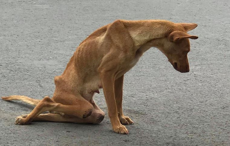 Dấu hiệu nhận biết chó bị liệt 4 chân