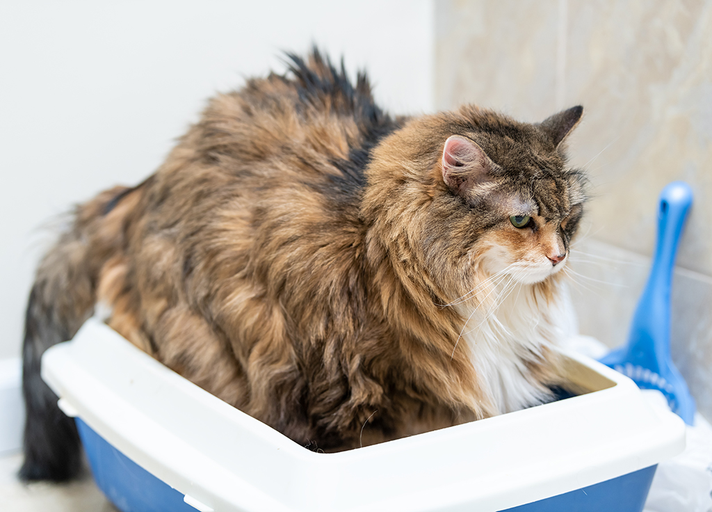 Dấu hiệu nhận biết mèo bị bí tiểu