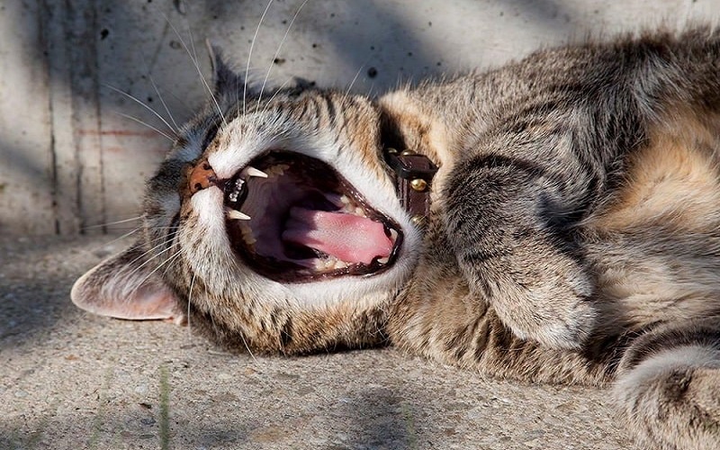 Dấu hiệu nhận biết mèo bị hắt hơi sổ mũi