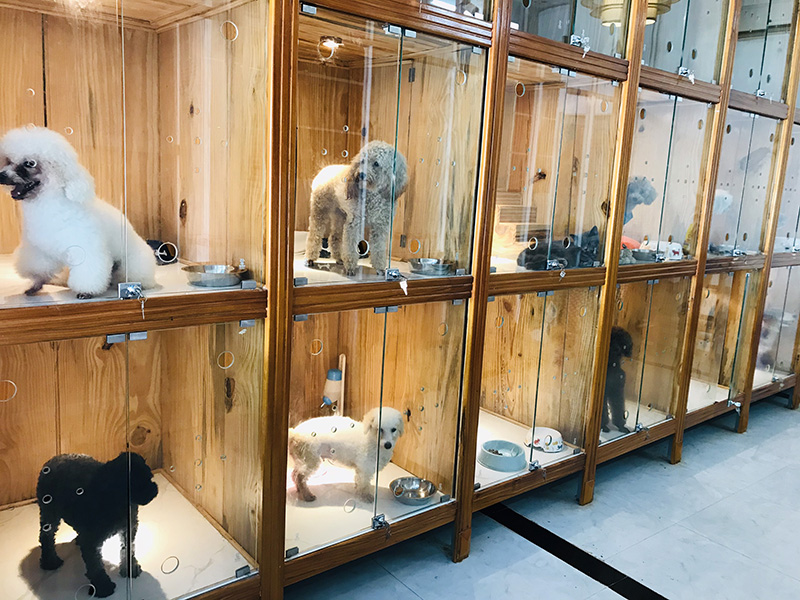 Lý do nên chọn khách sạn chó mèo giá rẻ