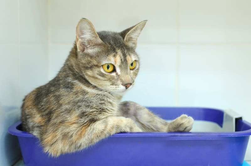 Mèo Bị Bí Tiểu