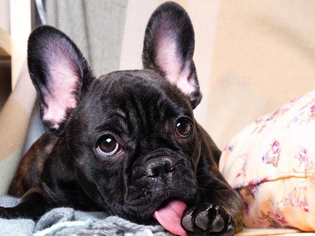 Nguyên Nhân Tại Sao Chó Hay Liếm Chân?