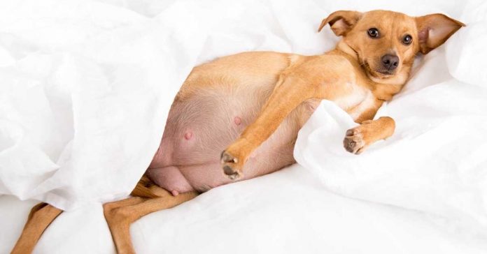 Nguyên nhân chó bị liệt