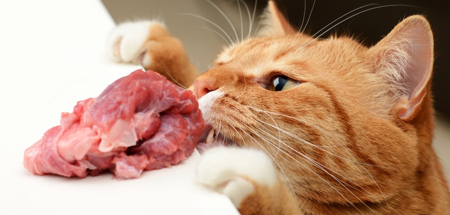 Nguyên nhân mèo bị nhiễm sán