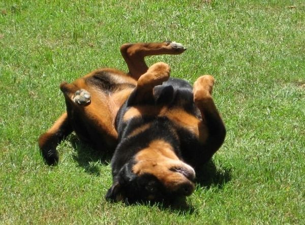 Sốc nhiệt ở chó là gì?