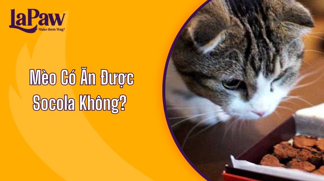 Mèo Có Ăn Được Socola Không?