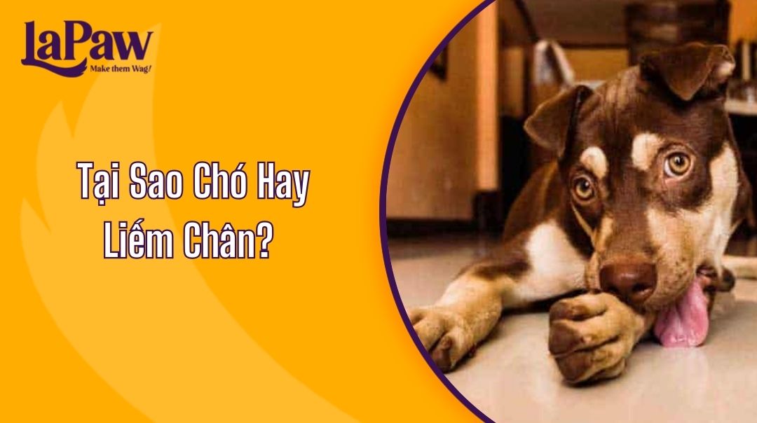 Tại Sao Chó Hay Liếm Chân?