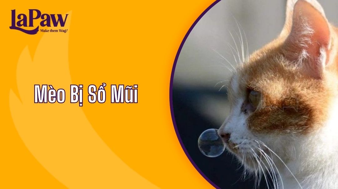 Mèo Bị Sổ Mũi